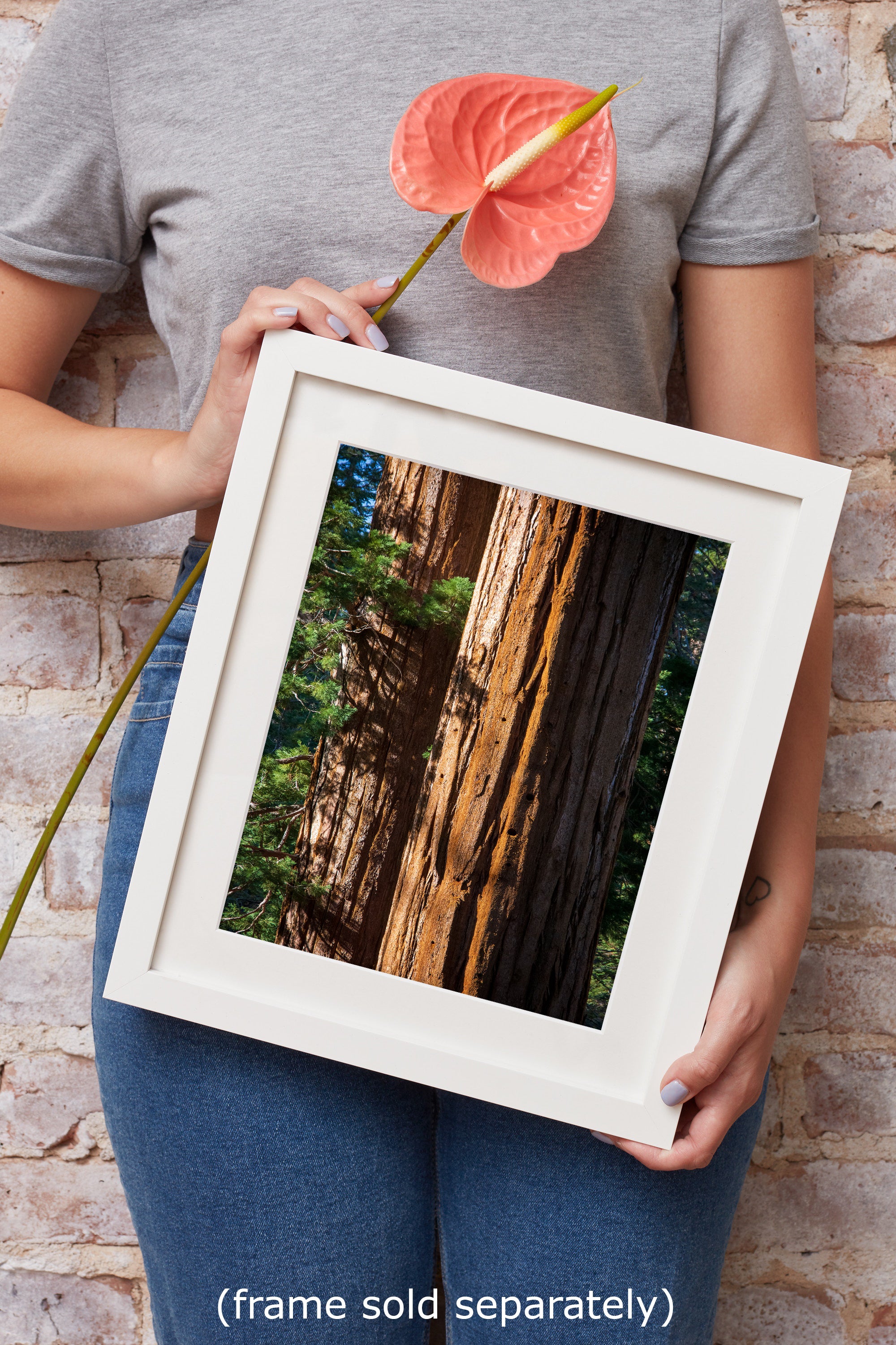 Giant Sequoia Tree Forest Picture Nature Photo, Redwood Trees Wall Art, Forest Bathing National Park Poster, Relaxation Decor