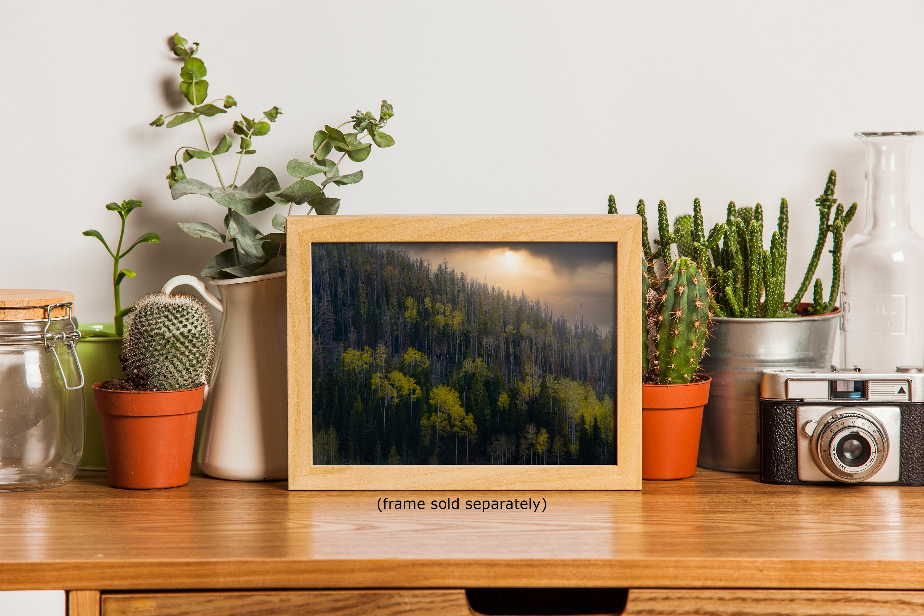 Aspen Tree Forest Picture Nature Photo, Forest Bathing Relaxation Artwork Dopamine Decor for Meditation, Bedroom, Living Room, and Office