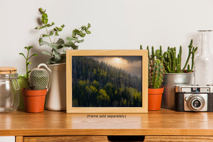 Aspen Tree Forest Picture Nature Photo, Forest Bathing Relaxation Artwork Dopamine Decor for Meditation, Bedroom, Living Room, and Office