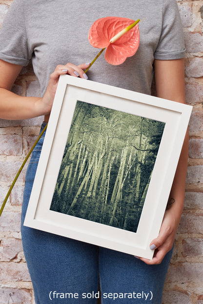 Aspen Tree Forest Picture Nature Photo, Forest Bathing Relaxation Artwork, Rustic Wall Art for Bedroom, Office, & House Decor