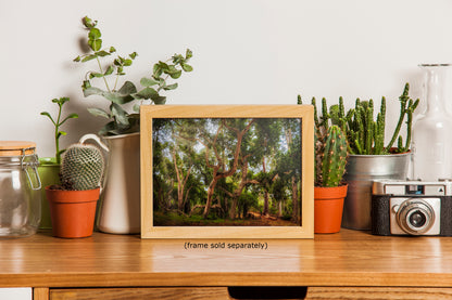 Coast Live Oak Forest Picture Nature Photo House Decor, Forest Bathing for Meditation, Relaxation, Dorm Room Decor