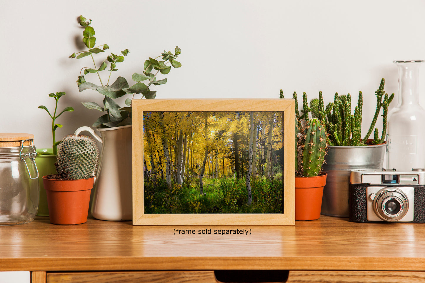 Aspen Tree Forest Picture Nature Photo, Forest Bathing Relaxation Artwork, Fall Colors Autumn for Meditation, Office and House Decor