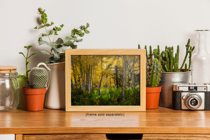 Aspen Tree Forest Picture Nature Photo, Forest Bathing Relaxation Artwork, Fall Colors Autumn for Meditation, Office and House Decor