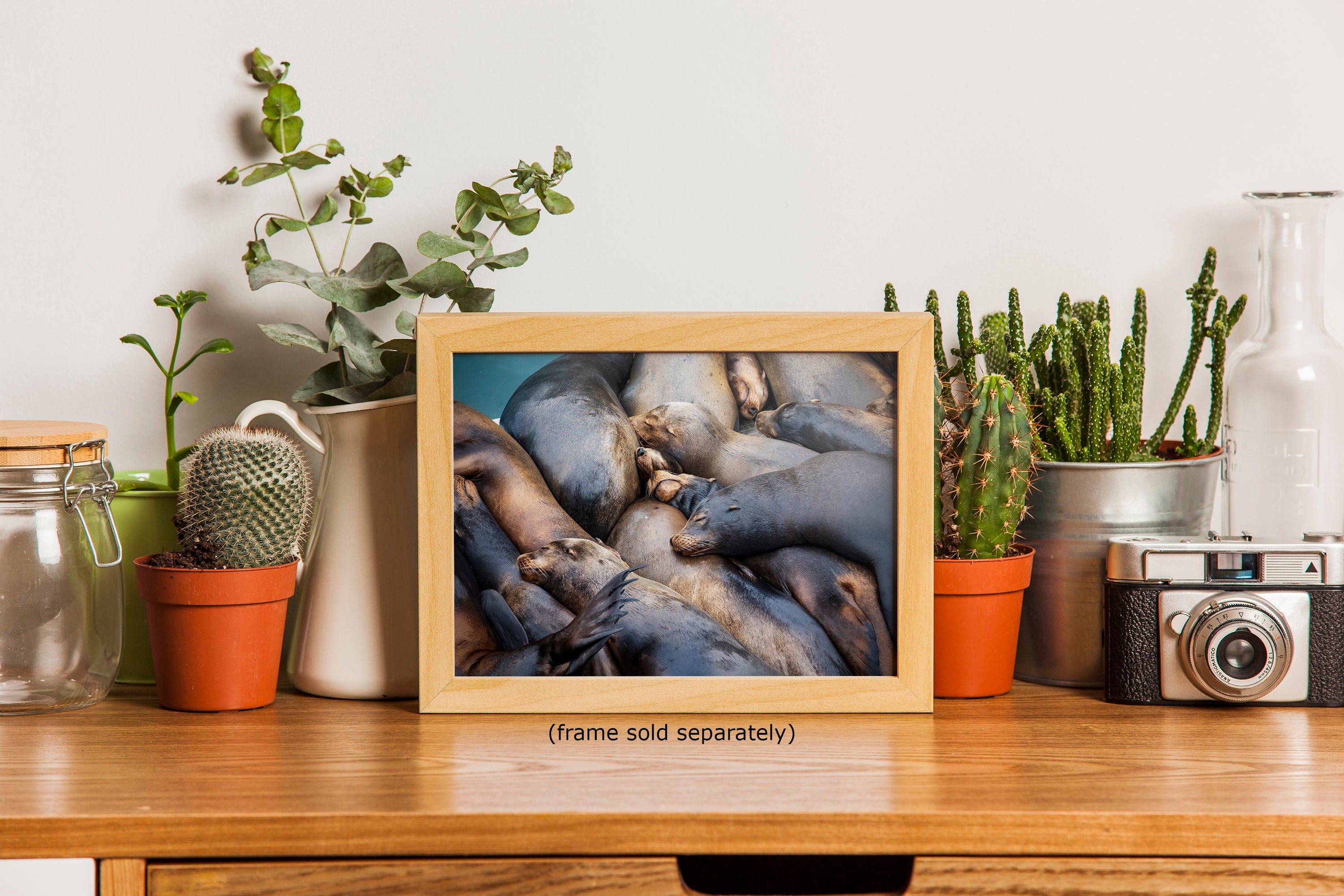 California Sea Lion Marine Mammal Wildlife Photography Wall Art - Ocean Animals Nursery Decor Coastal Home Artwork, Marine Biology Print