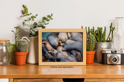 California Sea Lion Marine Mammal Wildlife Photography Wall Art - Ocean Animals Nursery Decor Coastal Home Artwork, Marine Biology Print