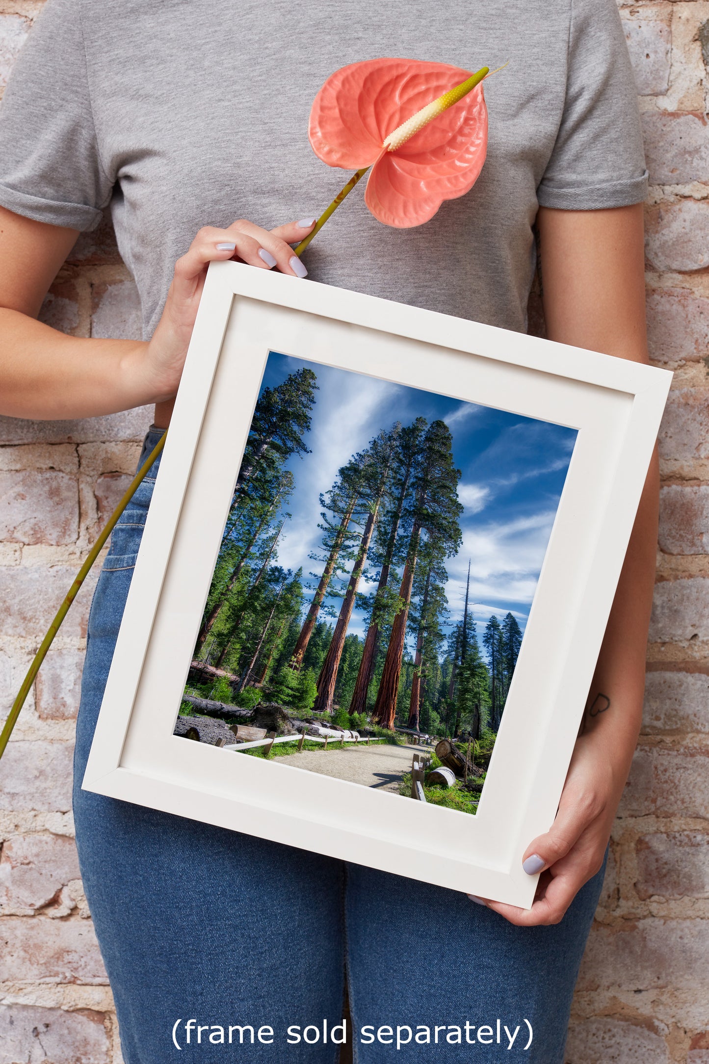 Giant Sequoia Tree Forest Picture Nature Photo, Redwood Trees Forest Bathing Decor, Relaxation Artwork for Home or Office