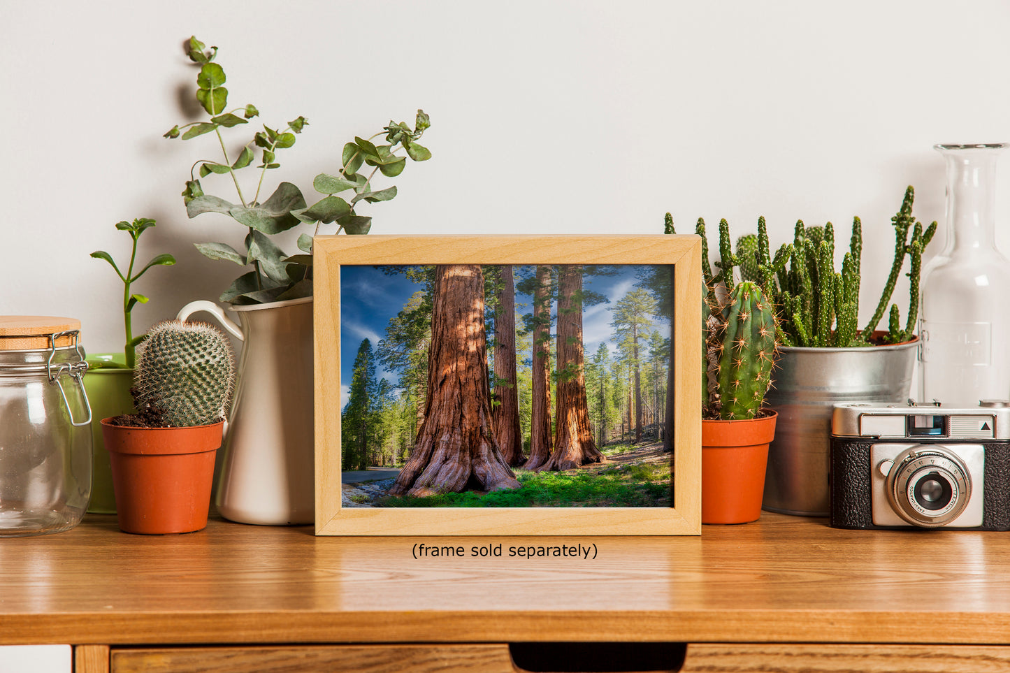 Giant Sequoia Tree Forest Picture Nature Photo, Redwood Trees Forest Bathing for Relaxation and Meditation in Living Room and Office