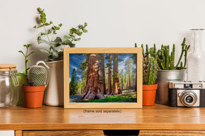 Giant Sequoia Tree Forest Picture Nature Photo, Redwood Trees Forest Bathing for Relaxation and Meditation in Living Room and Office