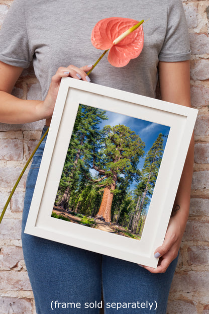 Giant Sequoia Tree Forest Picture Nature Photo, Yosemite Redwood Trees, Forest Bathing for Nature Lovers, House and Office