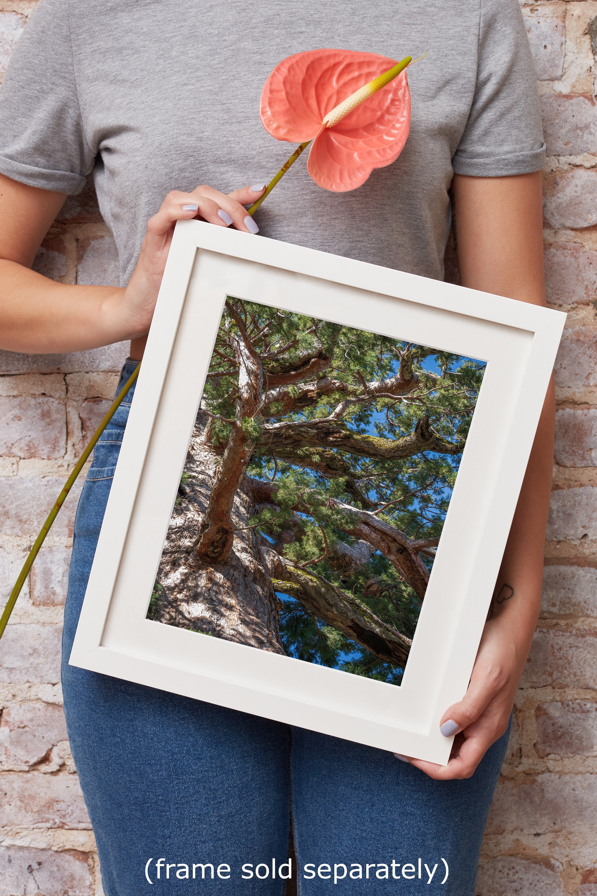 Giant Sequoia Tree Forest Picture Nature Photo, Yosemite Mariposa Grove Redwood Trees, Forest Bathing Relaxation Artwork for Nature Lovers