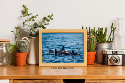 Orca Whale Marine Mammal Wildlife Photography, Killer Whale Ocean Art Print for Nature Lovers and Ocean Enthusiasts
