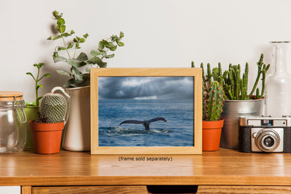 Humpback Whale Marine Mammal Wildlife Photography | Monterey Bay Ocean Scene Art Print for Nature Lovers and Marine Conservation Decor