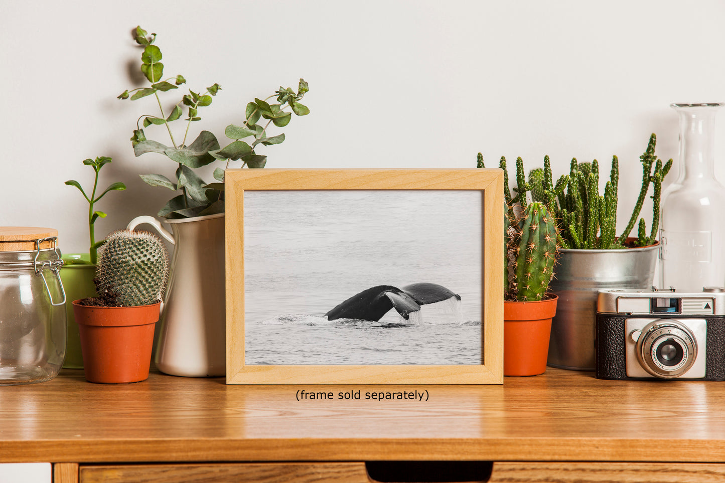 Humpback Whale Marine Mammal Wildlife Photography, Black and White, Monterey Bay Ocean Scene Art Print for Nature Lovers and Marine Conservation Decor