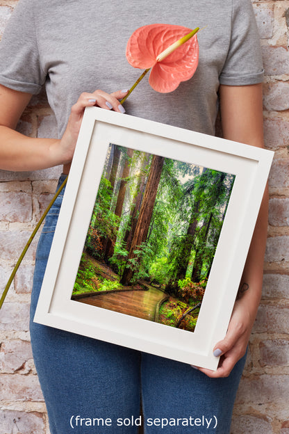 Redwood Trees Forest Picture Sunrise Nature Photo, Forest Bathing House Decor, Relaxing Wall Art for Meditation, Home and Office