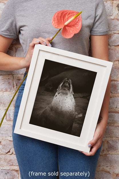 California Sea Lion Marine Mammal Wildlife Photography, Ocean Animals, Coastal House Decor, Nature Lover Gift, Marine Biology Artwork