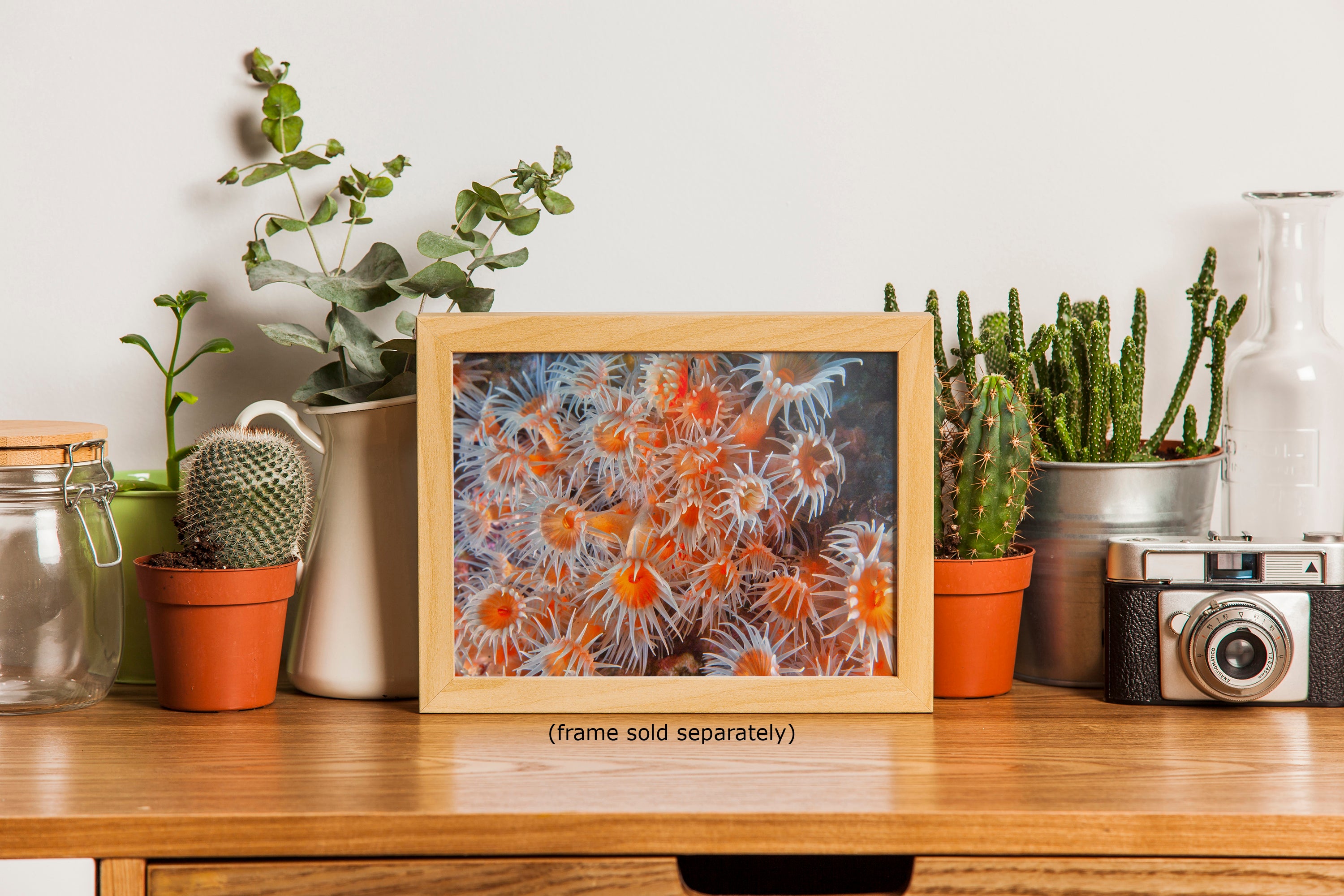 Sea Anemone Picture Ocean Life Underwater Scenery Nature Photo, Vibrant Coral Reef Wall Art, Marine Biology Gift for Ocean Lover