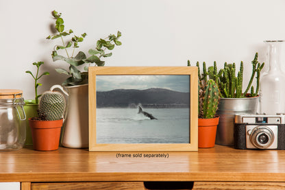 Humpback Whale Marine Mammal Wildlife Photography, Ocean Nature Art, Marine Conservation, Dolphin & Sea Life Gift, House Decor