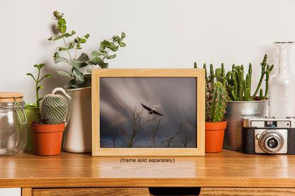 Soaring Bald Eagle Picture Wildlife Photography Wall Art, Nature Photo, Bird Photography, Rustic Cabin Decor, Office or Dorm Room Wall Decor