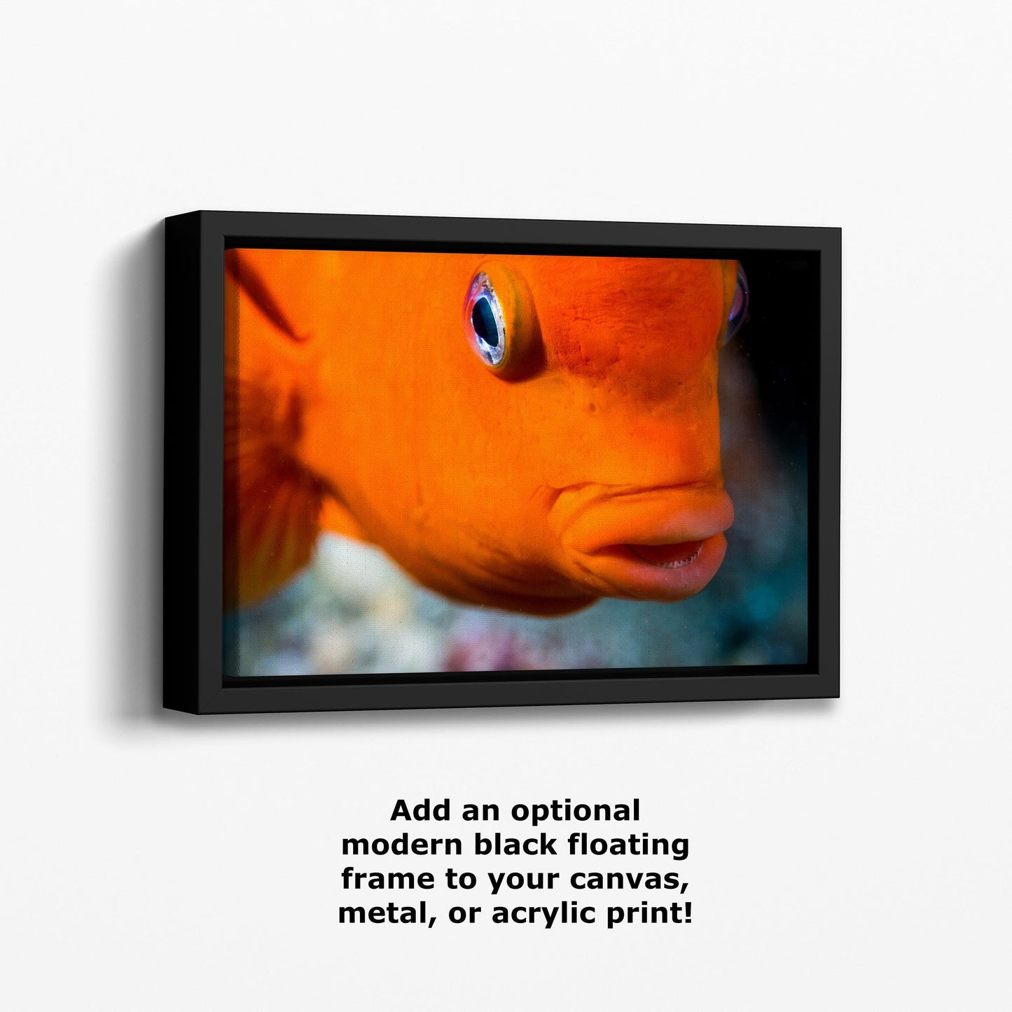 Vibrant Garibaldi Fish Underwater Photo Print - Ocean Wall Art for Marine Life Enthusiasts