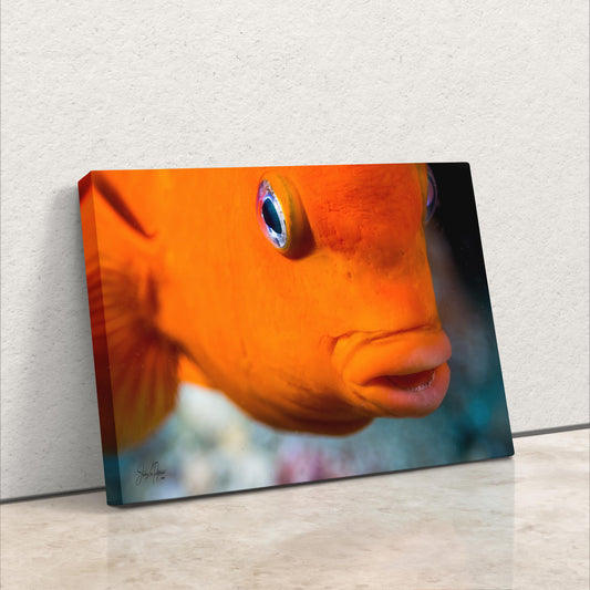 a close up of a fish on a wall