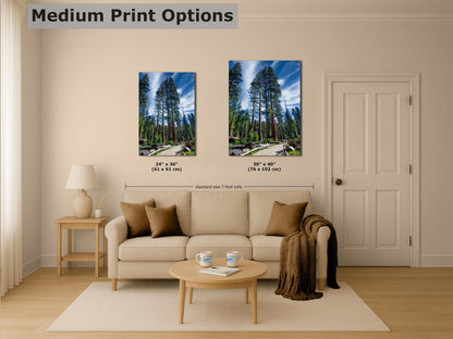 Giant Sequoia Tree Forest Picture Nature Photo, Redwood Trees Forest Bathing Decor, Relaxation Artwork for Home or Office