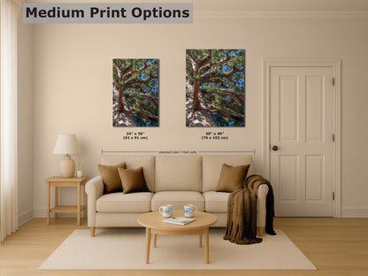 Giant Sequoia Tree Forest Picture Nature Photo, Yosemite Mariposa Grove Redwood Trees, Forest Bathing Relaxation Artwork for Nature Lovers