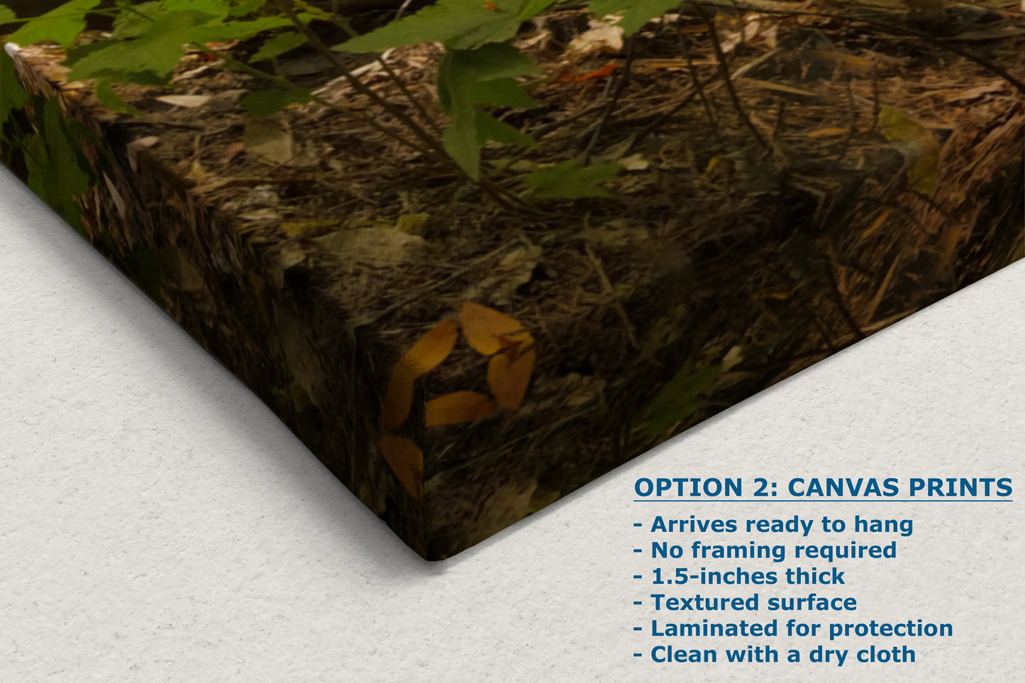 a picture of a tree stump with the words option 2 canvas prints