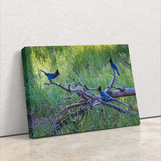 Wall art canvas print of three Steller's Jays on a log in Yosemite Valley, designed to bring the tranquility of nature and the vivid colors of wildlife into any home.