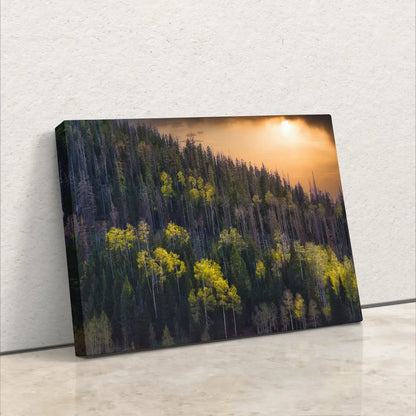 Aspen Tree Nature Wall Art Sunset Forest Landscape Photography Canvas Print