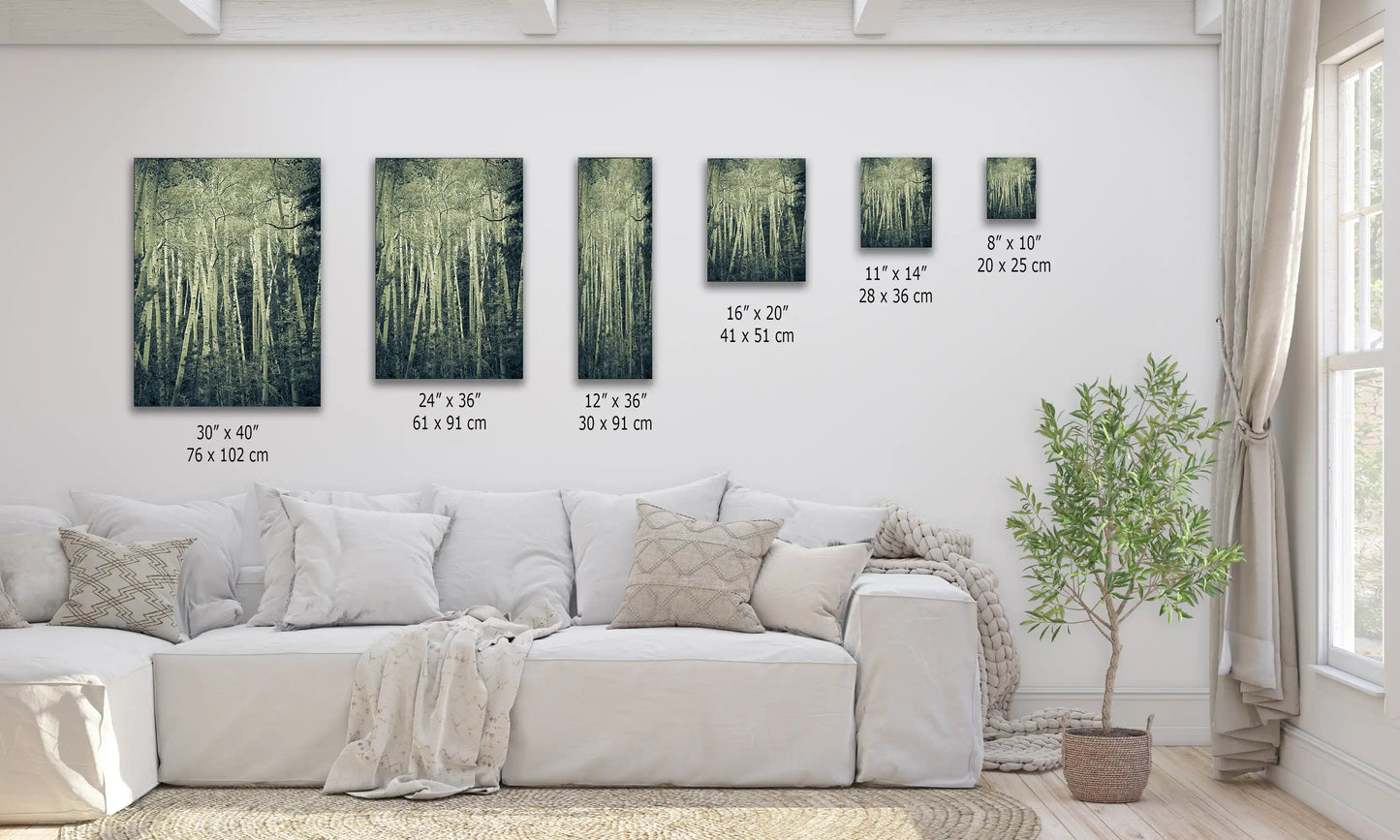 A display of various-sized canvas prints on a living room wall, all showcasing duotone images of aspen birch trees in a mysterious forest setting.