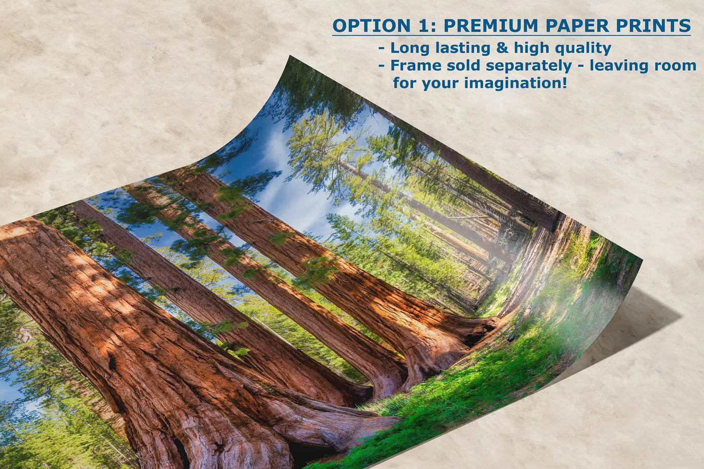 High-quality paper print of giant sequoias in a forest, with vibrant colors and fine details.