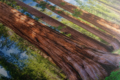 Close-up view of canvas print texture featuring giant sequoias in a forest.