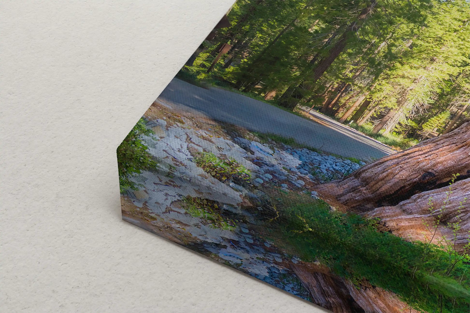 Detailed close-up of canvas print showcasing the intricate details of giant sequoias.