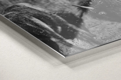 Side view of a metal print detail with a monochromatic image of two bison in combat, offering a modern take on wildlife photography.