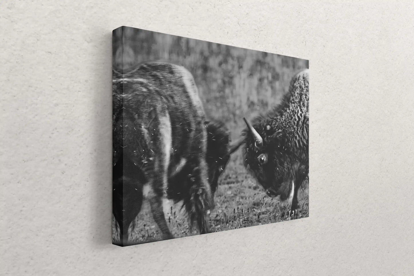 Side view of a black and white canvas print of dueling bison, showing the thickness and hanging hardware, against a textured wall.