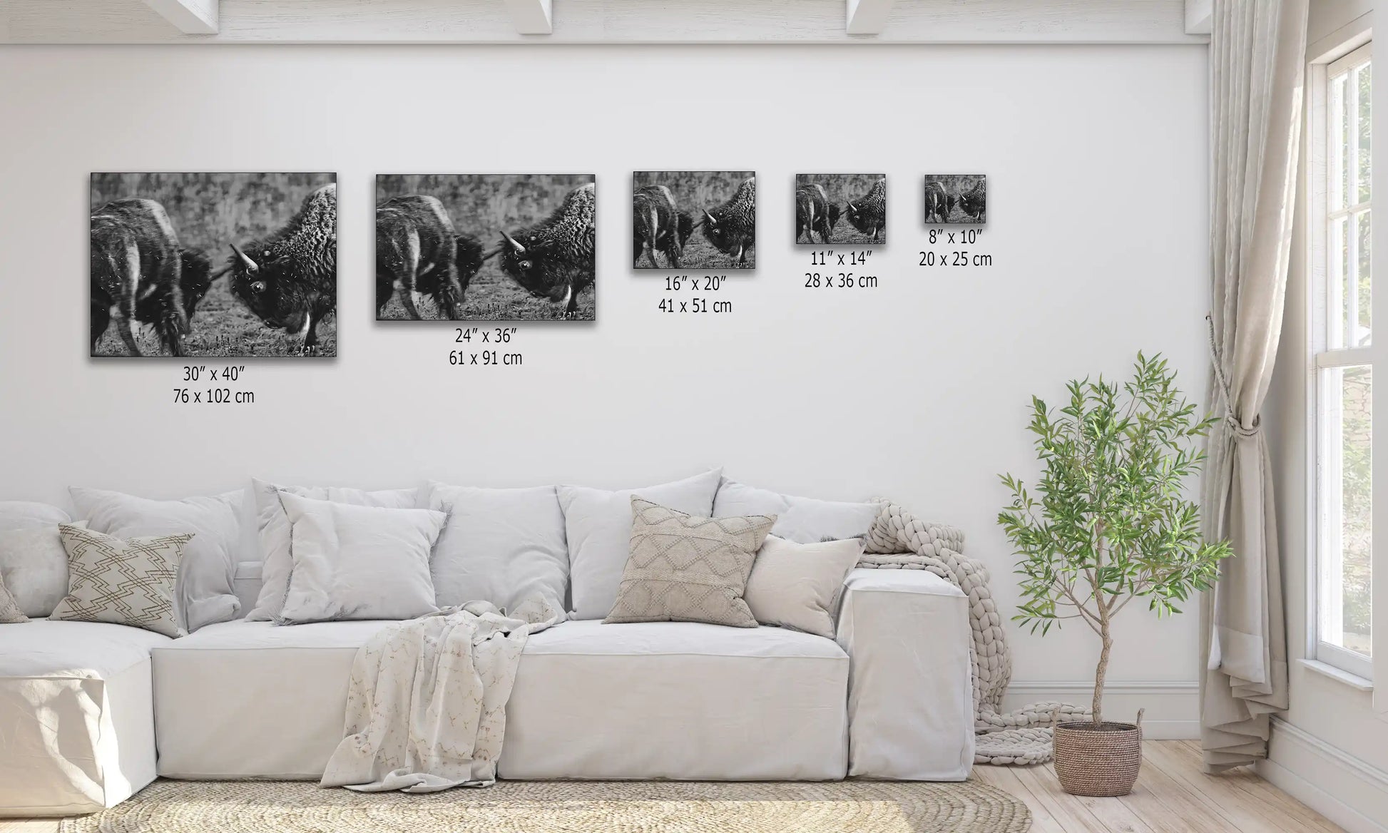 Various sizes of black and white canvas prints depicting dueling bison, displayed over a couch for size comparison.