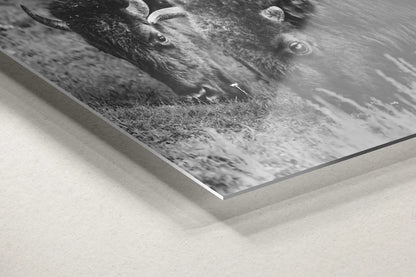 Side view of a metal print detail with a monochromatic image of two bison in combat, offering a modern take on wildlife photography.
