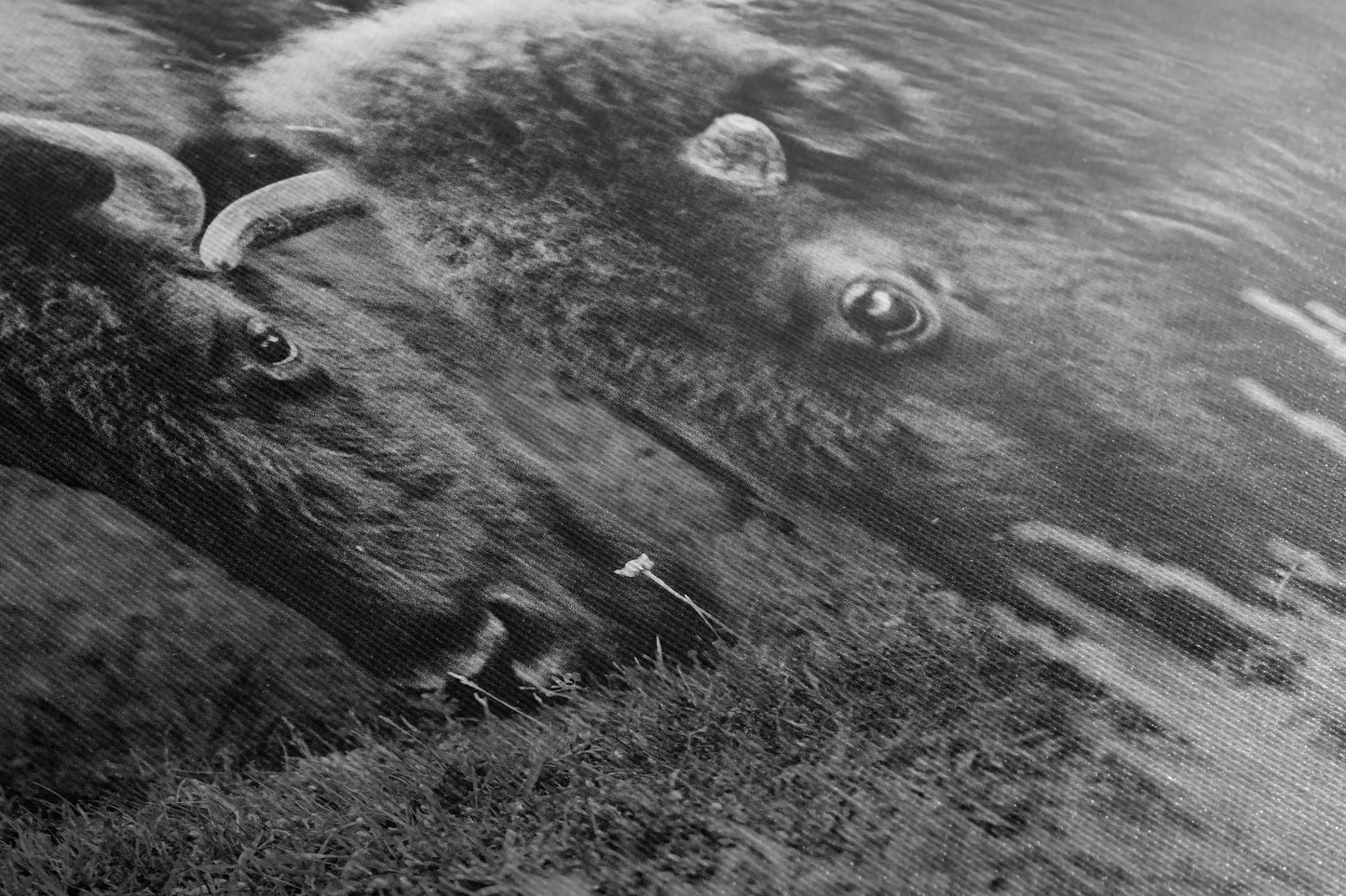 Canvas texture close-up of a powerful black and white image depicting the dynamic encounter of two dueling bison.