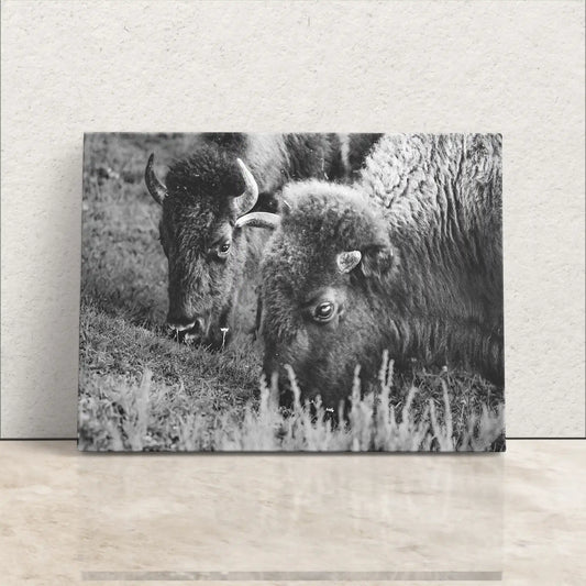 A black and white canvas print of two bison grazing, showcasing their textured fur and serene expressions.