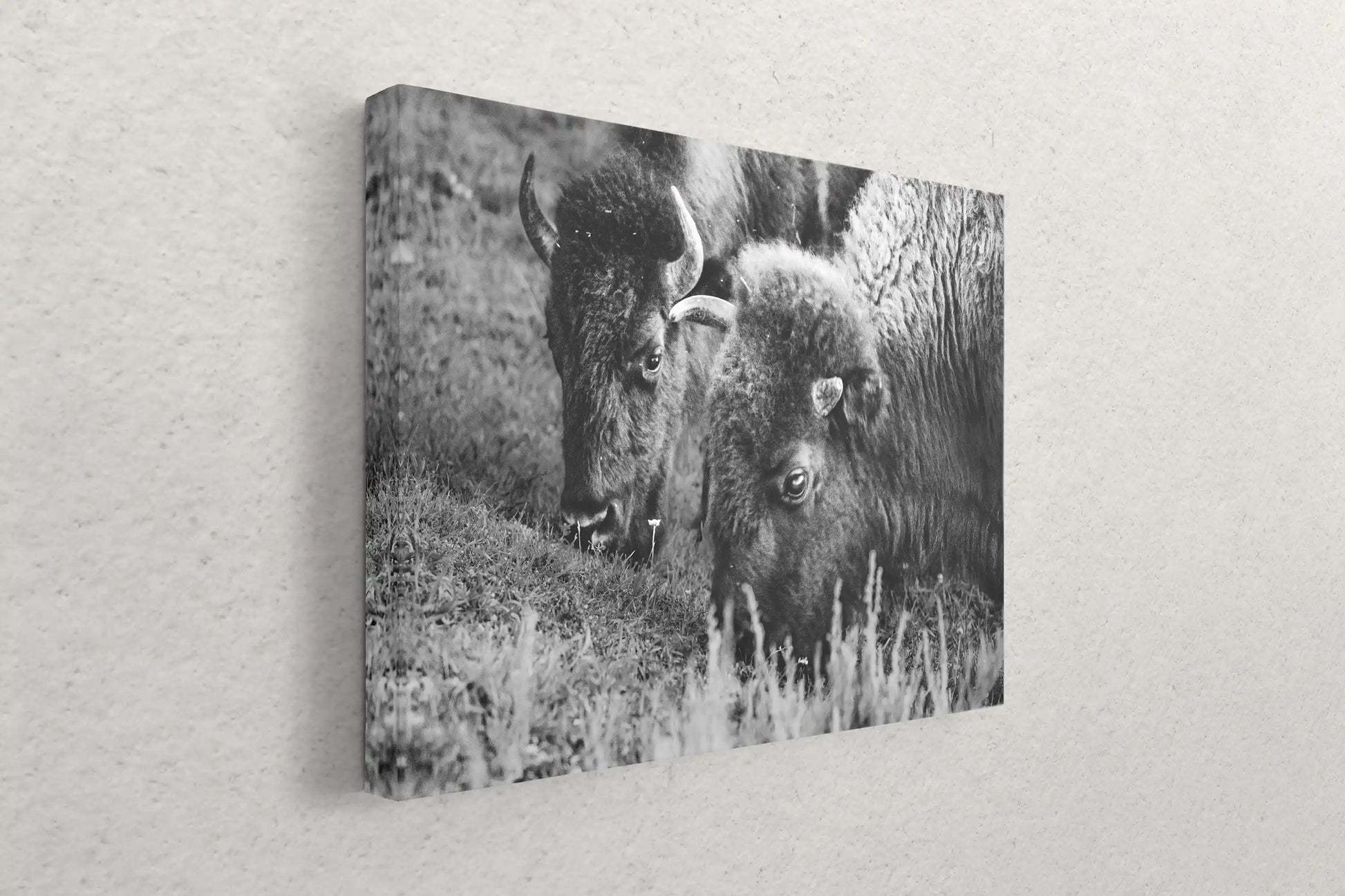 A side view of a canvas print leaning against a wall, featuring a close-up black and white photograph of bison grazing.