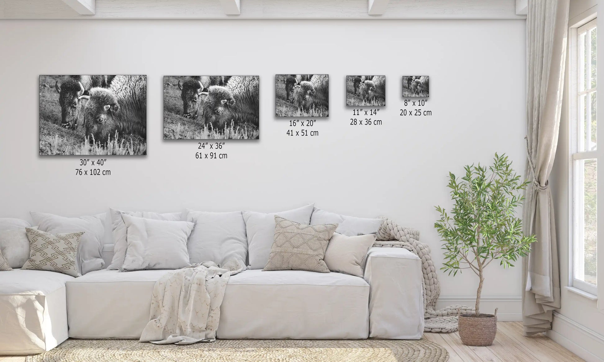 A collection of black and white canvas prints of bison in various sizes displayed over a couch for size comparison.