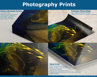 A comparison of different print mediums (canvas, photo paper, metal) depicting a luminous underwater kelp scene.