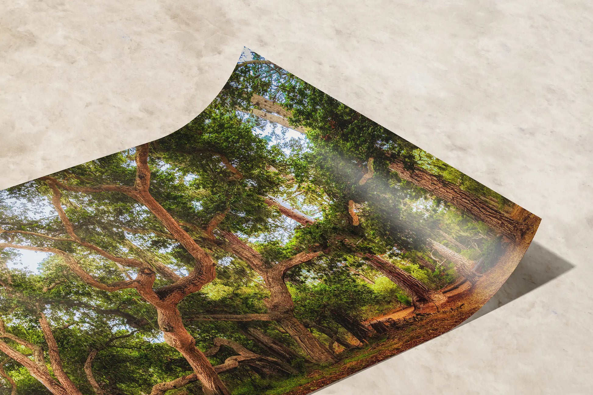 A premium paper print of Coast Live Oak Tree art, showing the vibrant, sunlit canopy and textured bark, leaning against a white wall.