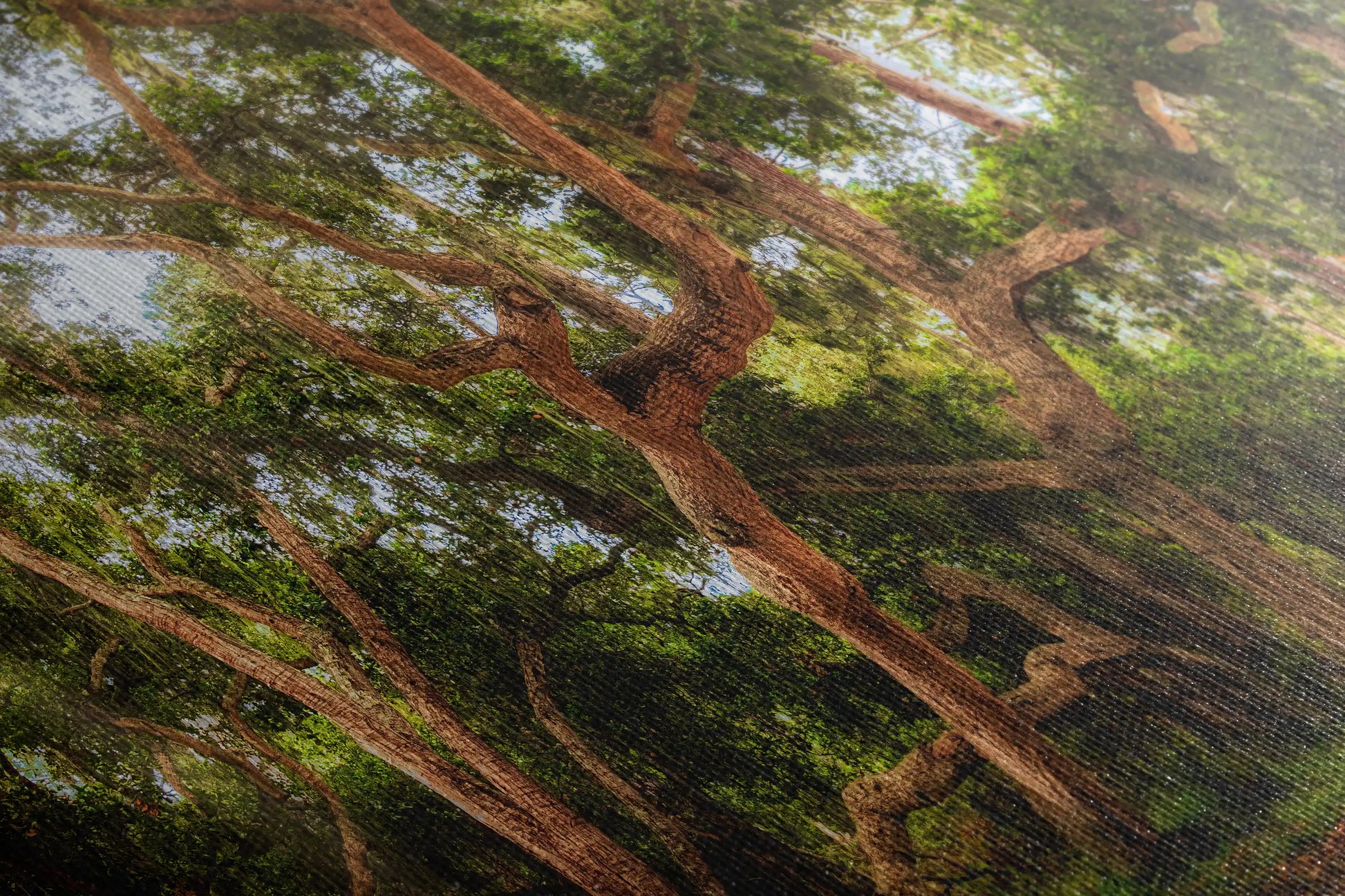 Close-up of canvas wall art featuring a Coast Live Oak Tree, highlighting the intricate play of light and shadow among the leaves.