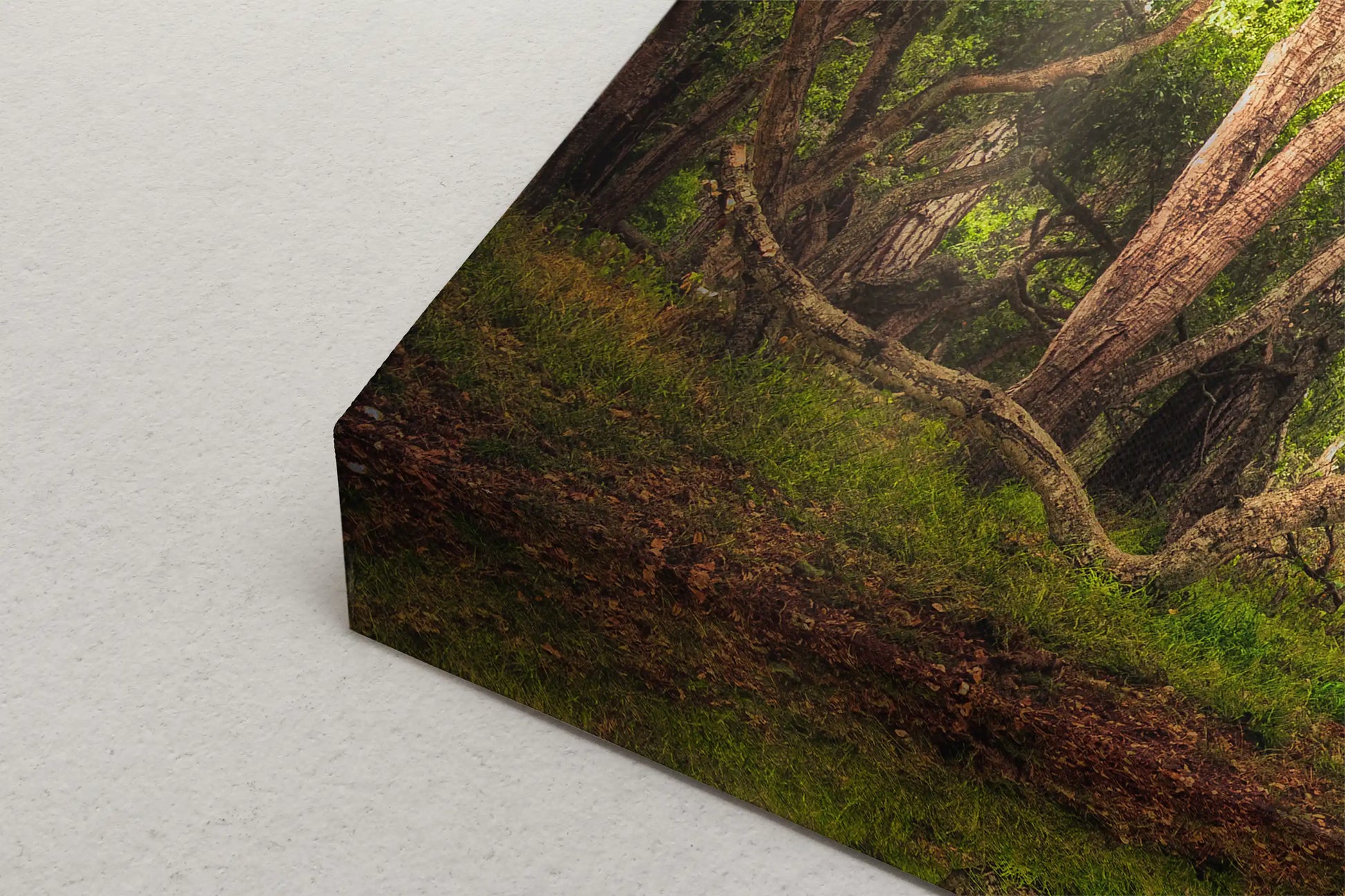 Detail of a Coast Live Oak Tree canvas print, emphasizing the rich hues of green and the tree's majestic presence.