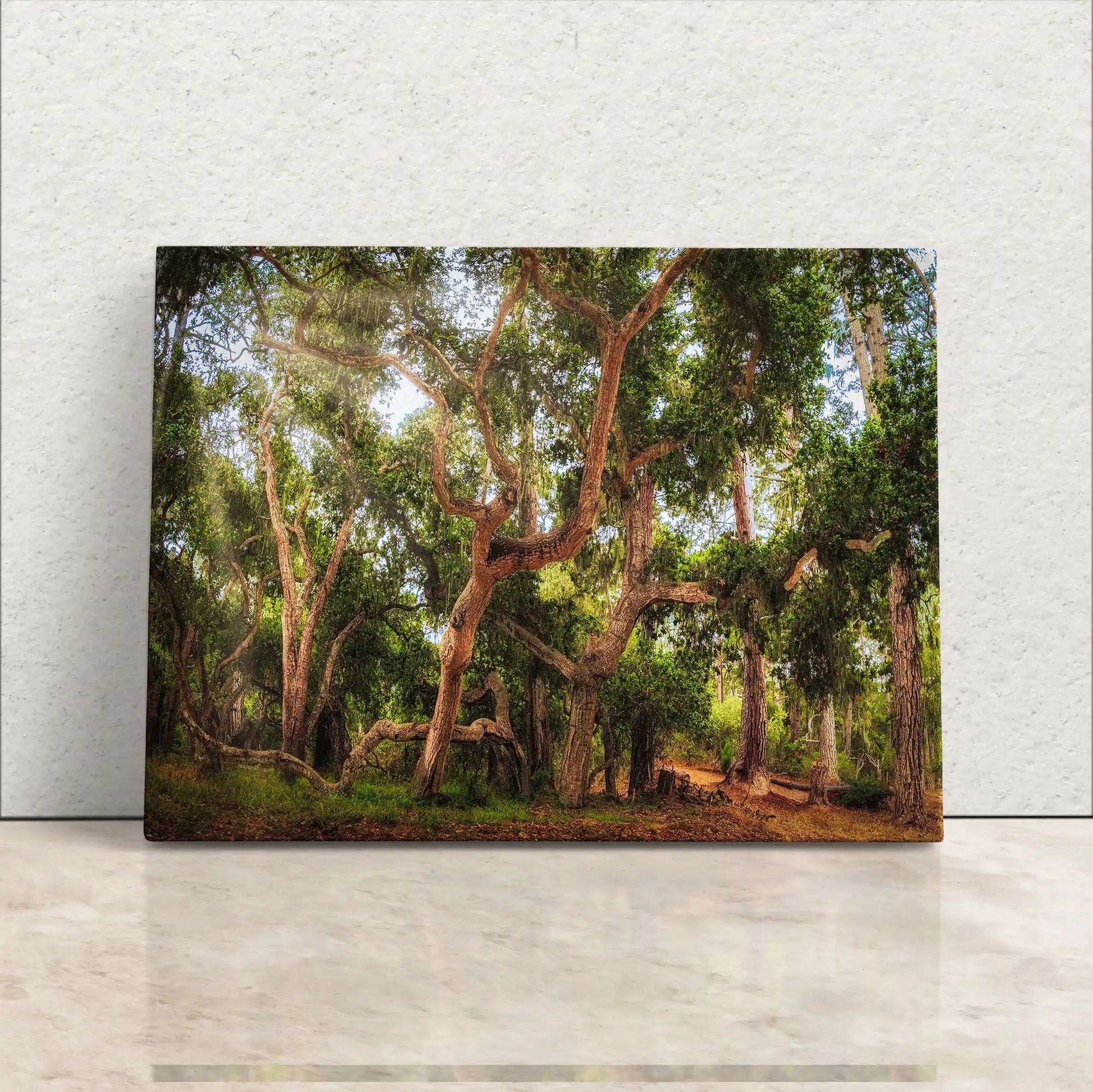 Front view of a Coast Live Oak Tree canvas print, elegantly leaning against a wall, inviting viewers into a tranquil forest scene.
