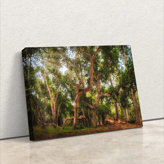 Coast Live Oak Print Tree Art, Forest Wall Decoration