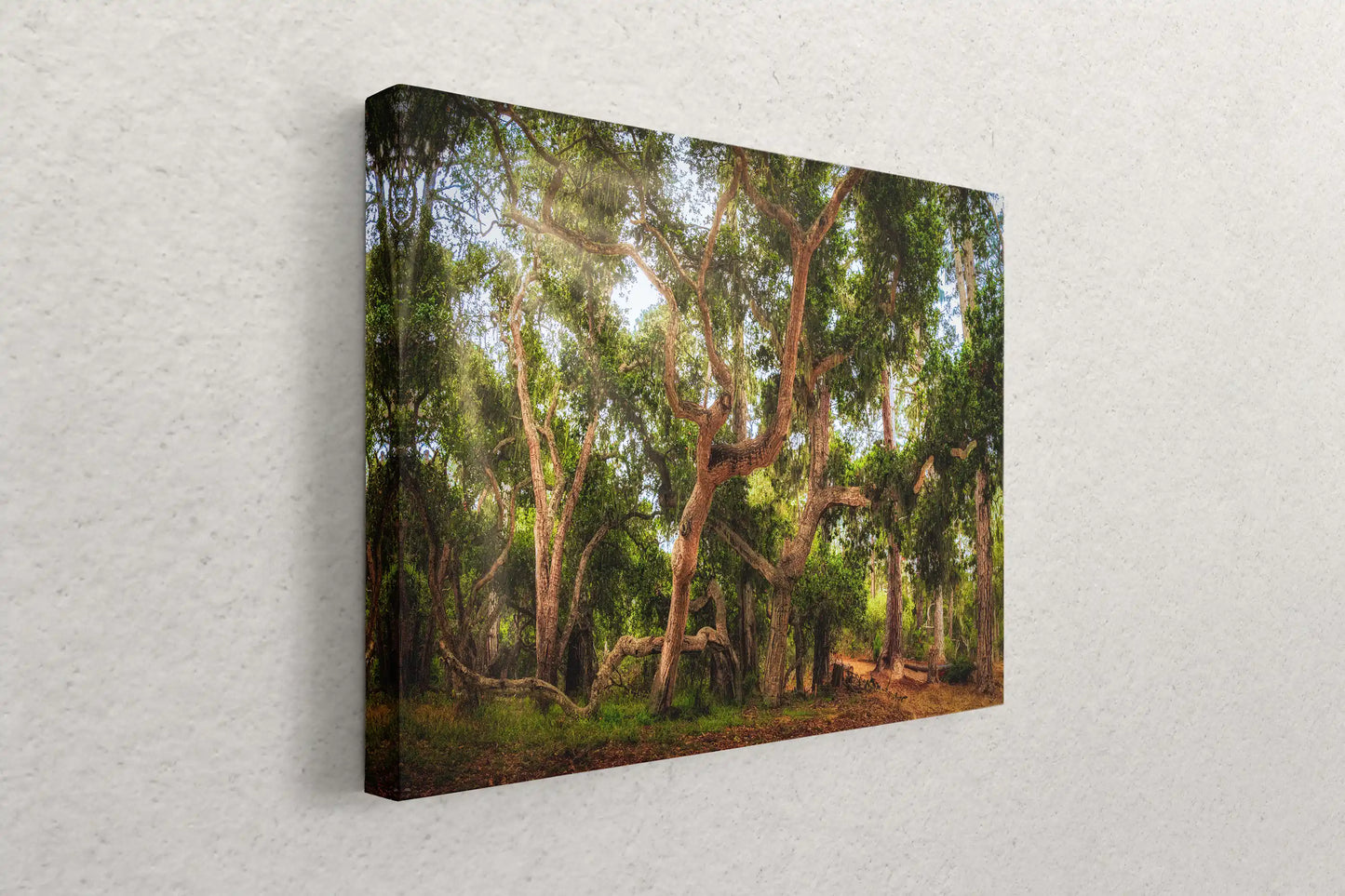 Side view of a Coast Live Oak Tree canvas art piece hanging on a wall, adding a touch of nature's beauty to the room.
