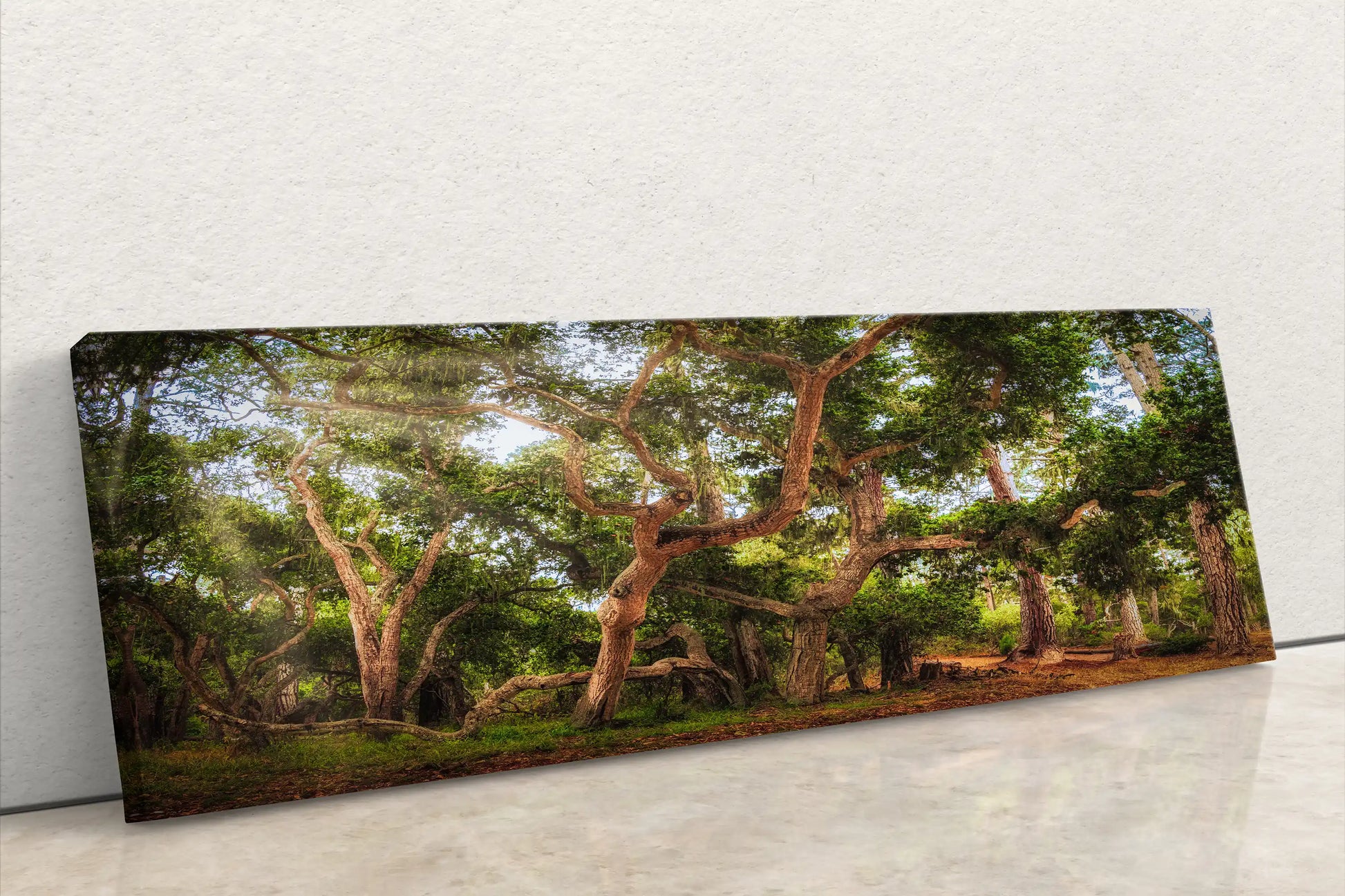 Wide canvas print featuring a panoramic view of the Coast Live Oak Tree, offering a broad and immersive forest experience.