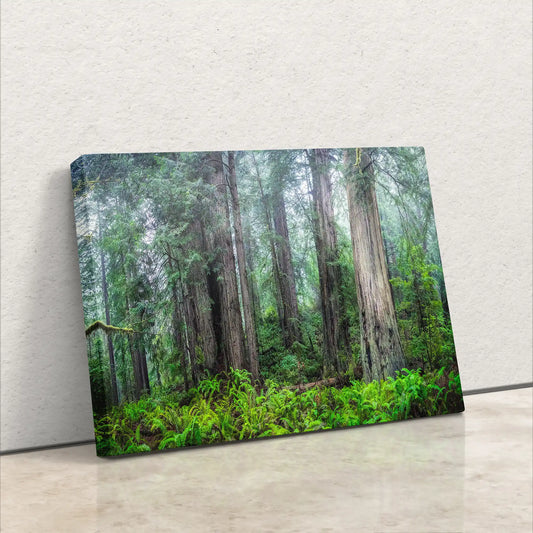 Vibrant wall art on canvas showcasing California Redwoods reaching skyward, set against a clean white wall, bringing nature's grandeur into the home.